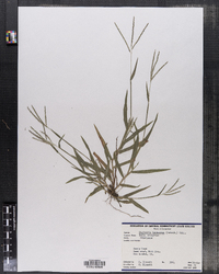 Digitaria ischaemum image