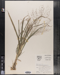 Eragrostis spectabilis image