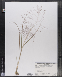 Eragrostis spectabilis image