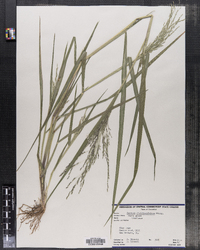 Panicum dichotomiflorum image