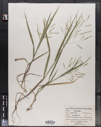 Panicum dichotomiflorum image