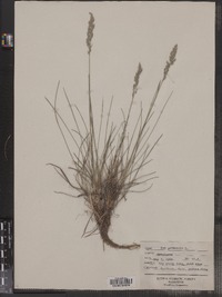 Poa pratensis image