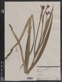 Iris versicolor image