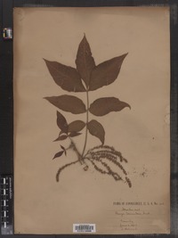 Carya alba image