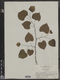 Cercis canadensis image