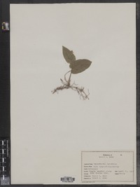 Maianthemum canadense image