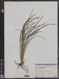 Image of Ophiopogon japonicus