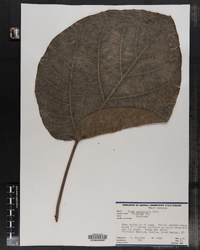 Image of Ficus auriculata