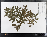 Ligustrum vulgare image