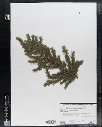 Image of Juniperus lutchuensis