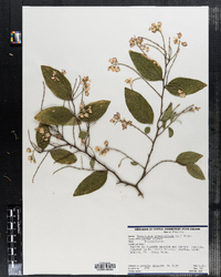 Image of Securidaca diversifolia