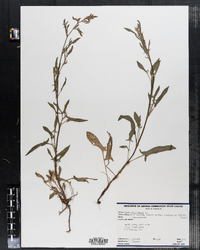 Rumex acetosella image