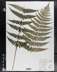 Dryopteris marginalis image