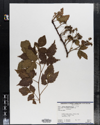 Rubus allegeniensis image