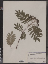 Sorbus aucuparia image