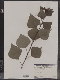 Populus nigra image