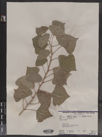 Populus nigra image