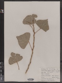 Populus nigra image