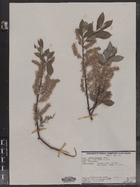 Salix bebbiana image