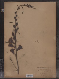 Gerardia quercifolia image