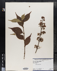 Image of Callicarpa japonica