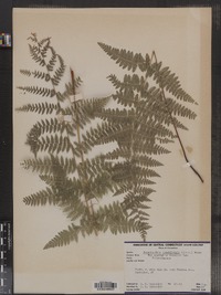 Dennstaedtia punctilobula image