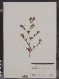 Trifolium arvense image