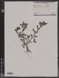 Portulaca oleracea image