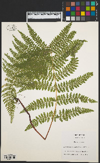 Dennstaedtia punctilobula image