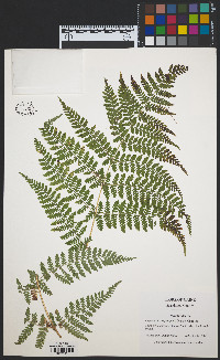 Dryopteris campyloptera image