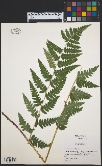 Dryopteris cristata image