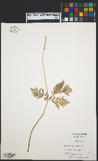 Botrychium virginianum image