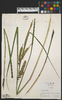 Carex utriculata image