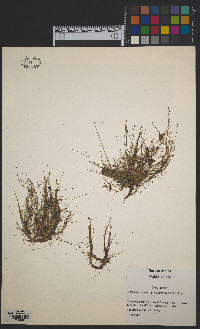 Eleocharis acicularis image