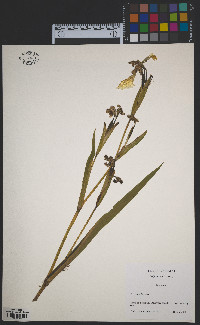 Iris pseudacorus image