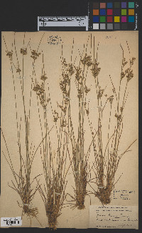 Juncus tenuis image