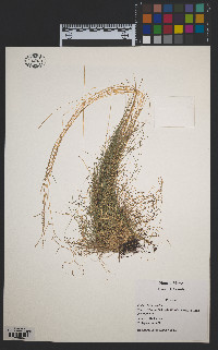 Festuca filiformis image