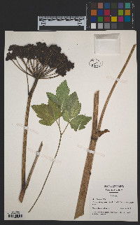 Angelica lucida image