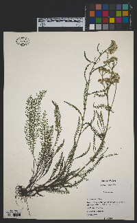 Achillea millefolium image