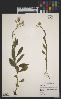 Erechtites hieraciifolius image