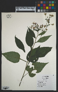 Eurybia macrophylla image