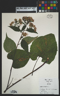 Eurybia macrophylla image