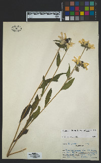 Rudbeckia hirta var. pulcherrima image