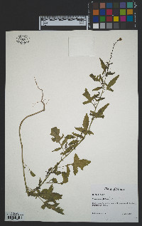 Sisymbrium officinale image