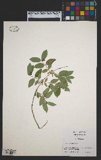 Lonicera morrowii image