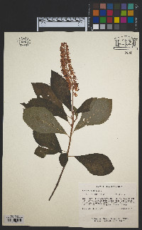 Clethra alnifolia image