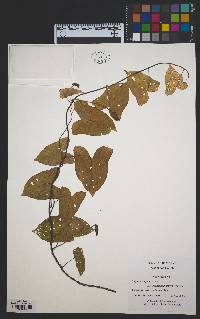 Elaeagnus umbellata var. parvifolia image