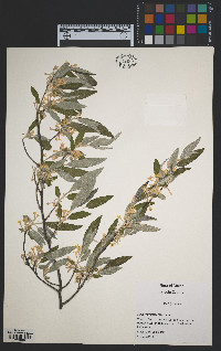 Elaeagnus umbellata image