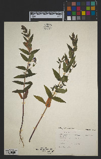 Scutellaria galericulata image