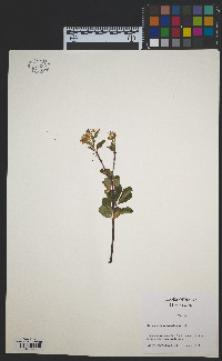 Photinia melanocarpa image